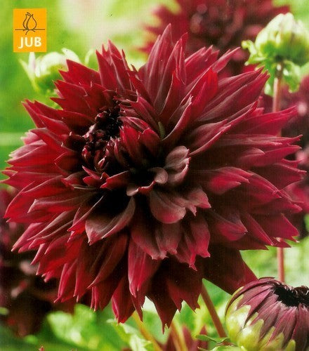 Dahlia 'Black Touch'