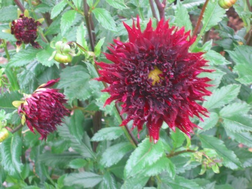 Dahlia 'Black Touch'