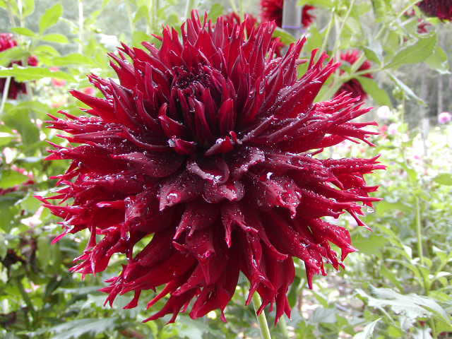 Dahlia 'Black Touch'
