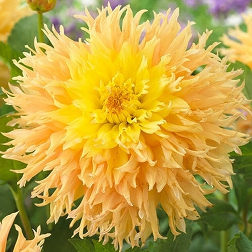 Dahlia 'Mingus Joshua'