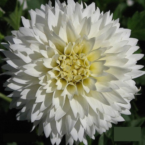 Dahlia 'Myama Fubuki'