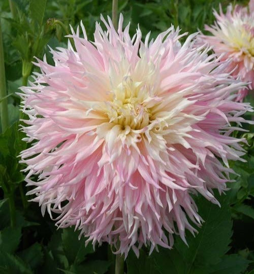 Dahlia 'Nadia Ruth'