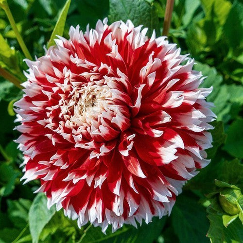 Dahlia 'Noël'