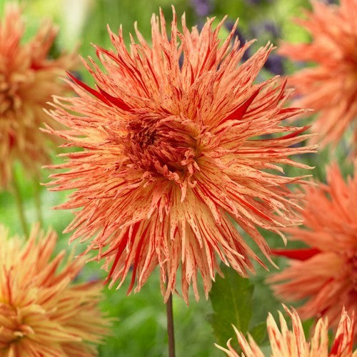 Dahlia 'Rejmans Firecracker'