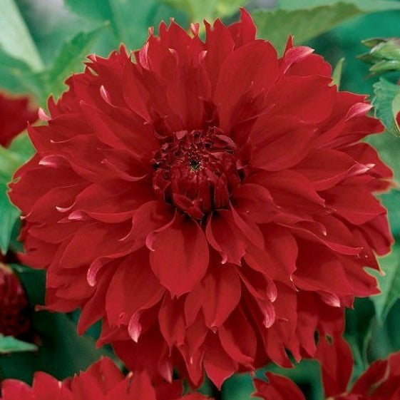 Dahlia 'Red Fubuki'