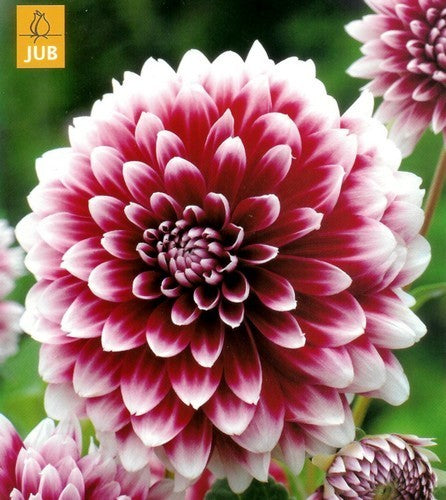 Dahlia 'Red and White Fubuki'