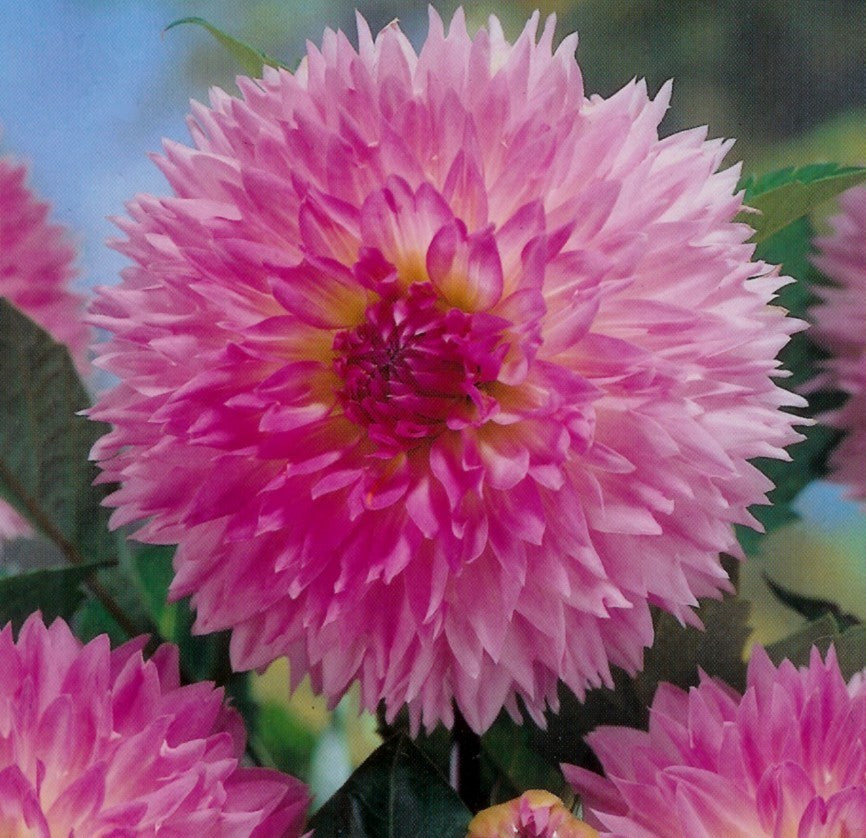 Dahlia 'Sakura Fubuki'