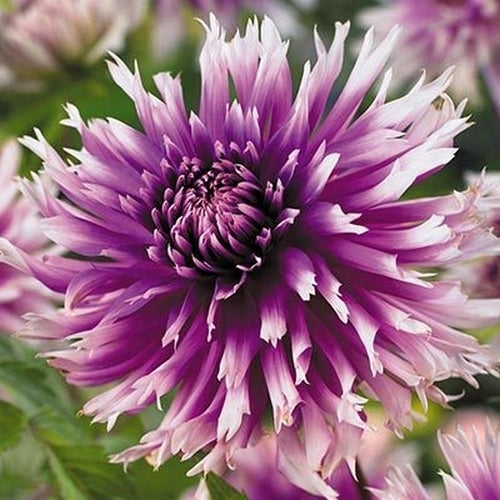 Dahlia 'Table Dancer'