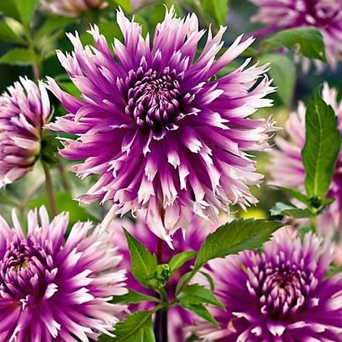 Dahlia 'Table Dancer'