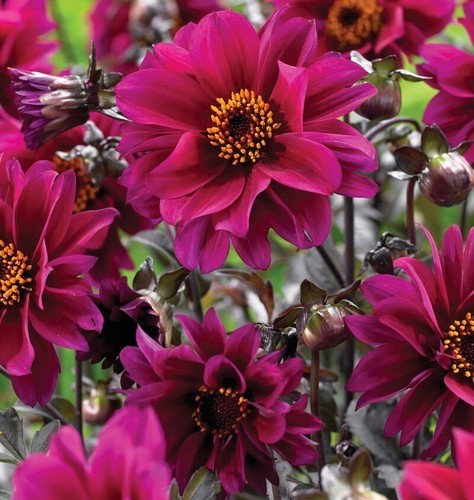 Dahlia 'Bishop of Canterbury'