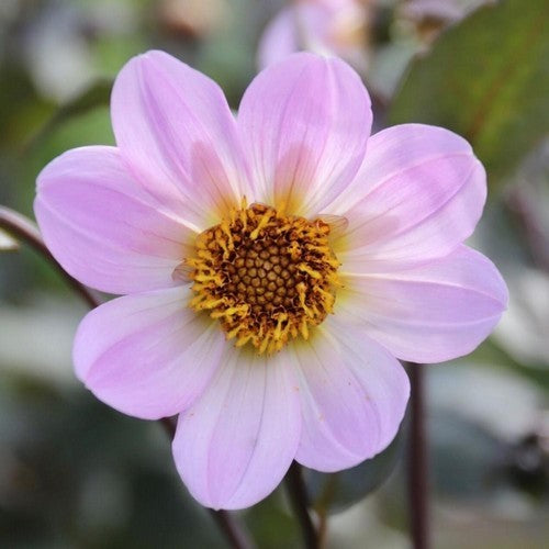 Dahlia 'Bishop of Dover'