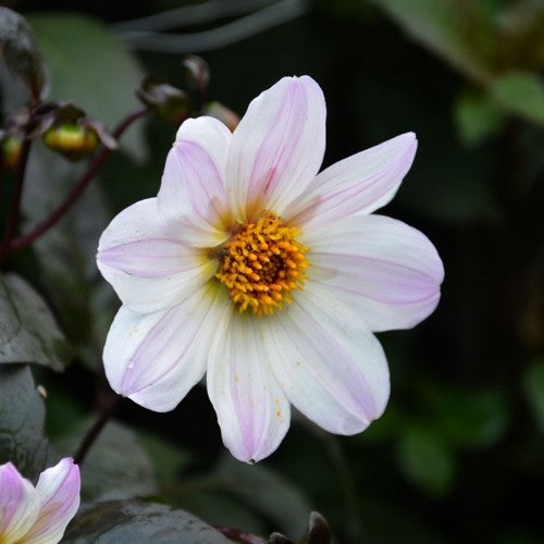 Dahlia 'Bishop of Dover'