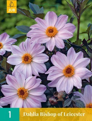 Dahlia 'Bishop of Leicester'