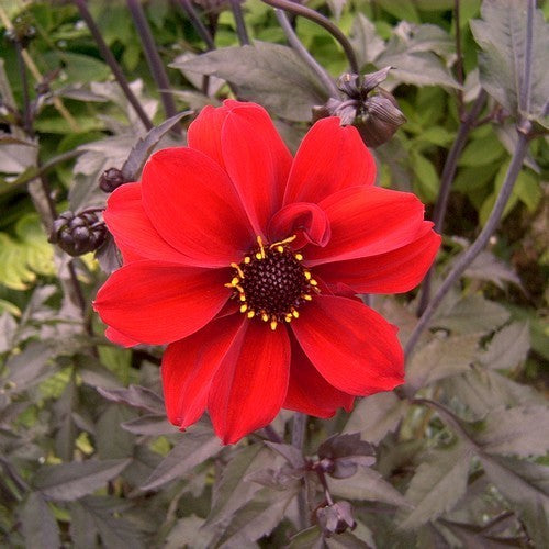 Dahlia ‘Bishop of Llandaff’