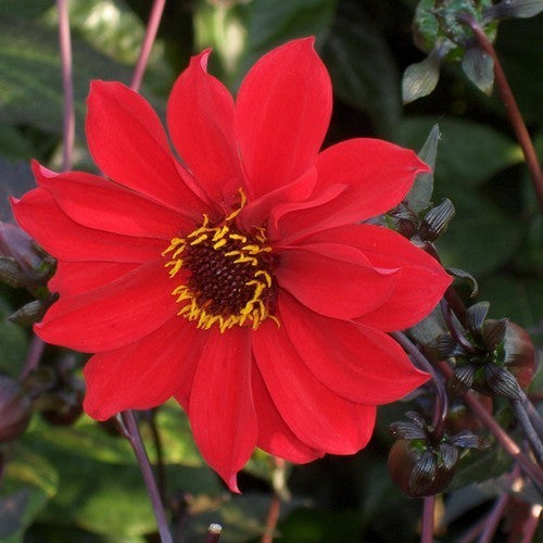 Dahlia ‘Bishop of Llandaff’