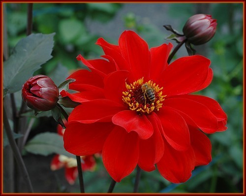 Dahlia ‘Bishop of Llandaff’