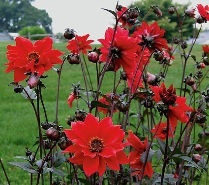 Dahlia ‘Bishop of Llandaff’