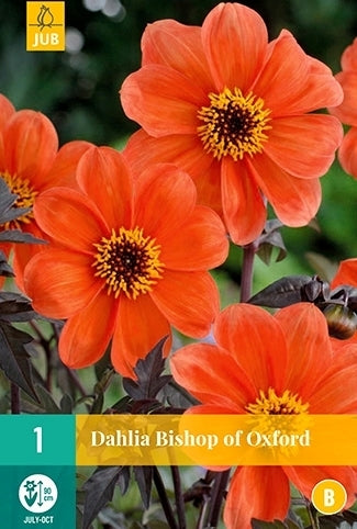 Dahlia 'Bishop of Oxford'