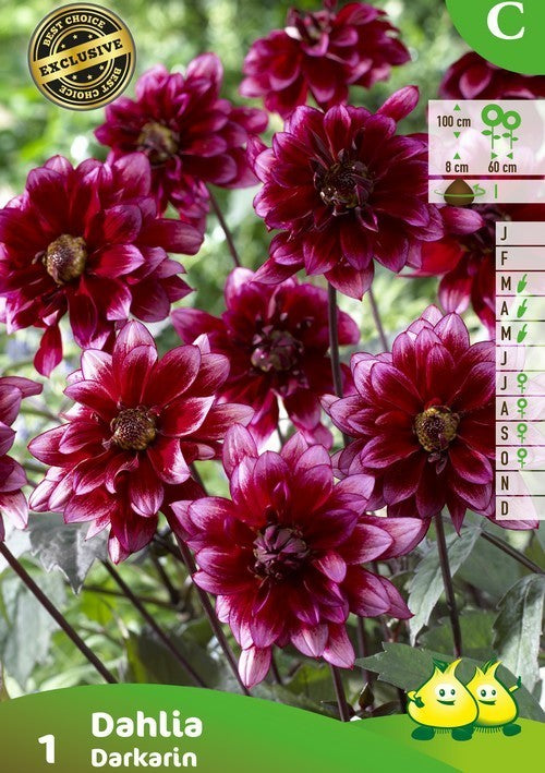 Dahlia 'Darkarin'