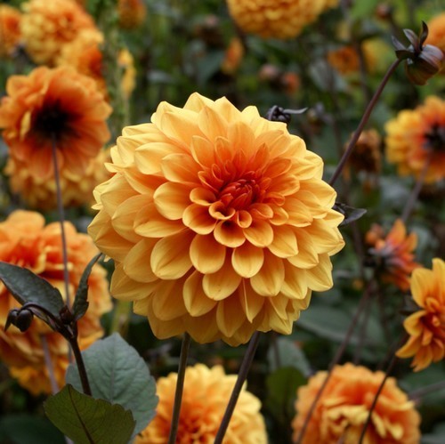 Dahlia 'David Howard'