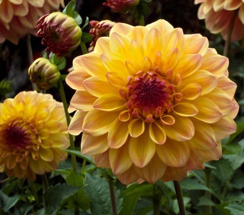 Dahlia 'David Howard'