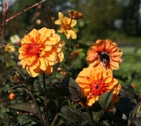 Dahlia 'David Howard'