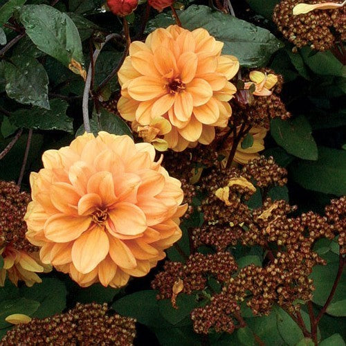 Dahlia 'David Howard'