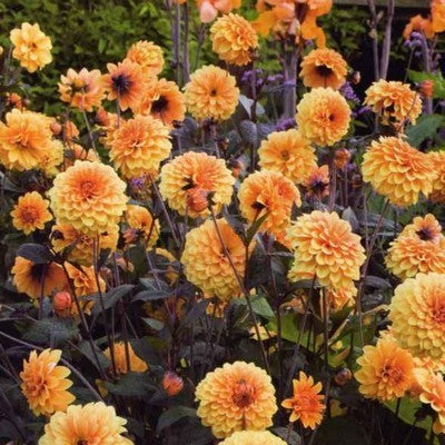 Dahlia 'David Howard'