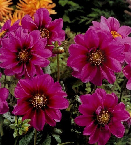 Dahlia ‘Fascination’