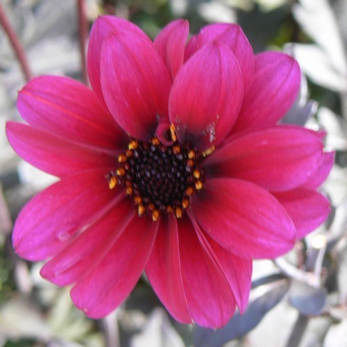Dahlia ‘Fascination’