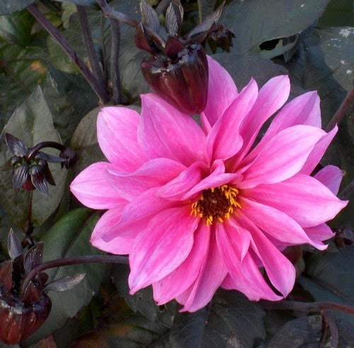 Dahlia ‘Fascination’