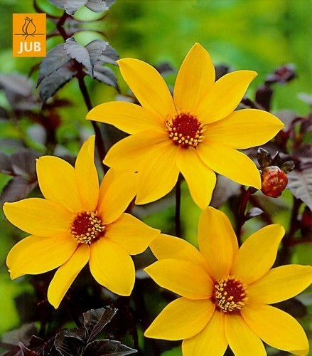 Dahlia ‘Bishop of York’ / ‘Summertime’