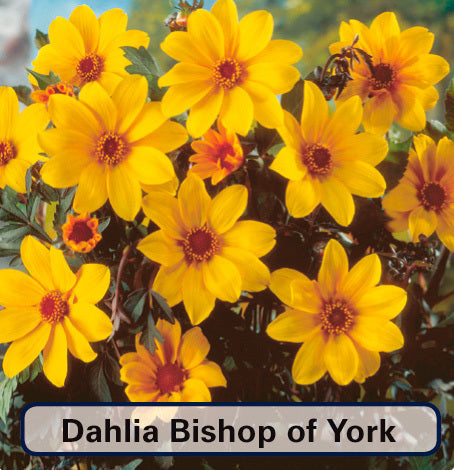 Dahlia ‘Bishop of York’ / ‘Summertime’