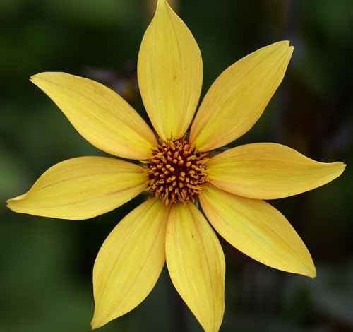 Dahlia ‘Bishop of York’ / ‘Summertime’