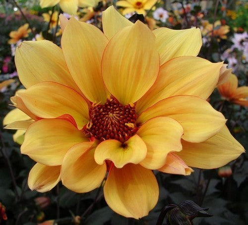 Dahlia ‘Bishop of York’ / ‘Summertime’