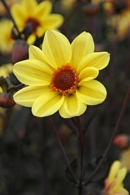 Dahlia ‘Bishop of York’ / ‘Summertime’