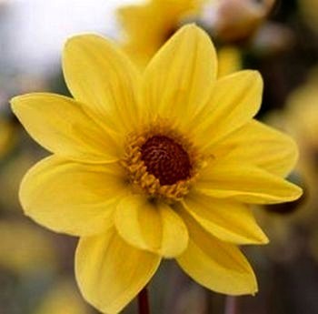 Dahlia ‘Bishop of York’ / ‘Summertime’