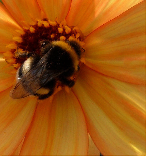 Dahlia ‘Bishop of York’ / ‘Summertime’