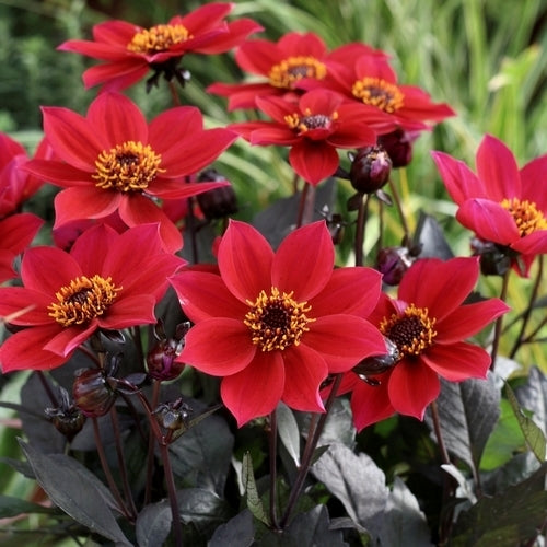 Dahlia 'Happy Days Cherry Red'