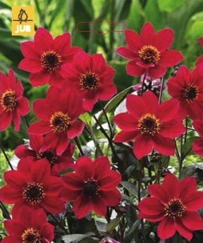 Dahlia 'Happy Days Cherry Red'