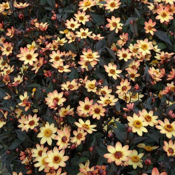 Dahlia ‘Star Wars’