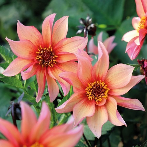 Dahlia 'Walzing Mathilda'
