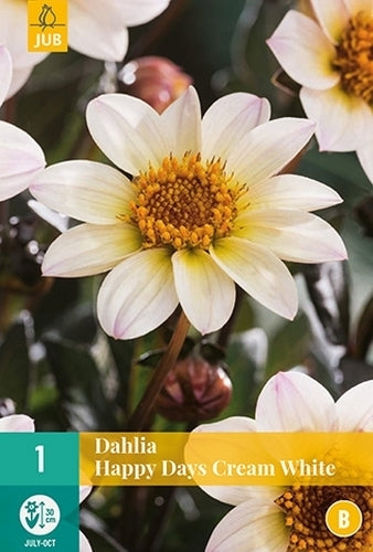 Dahlia 'Happy Days Cream White'