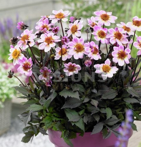 Dahlia 'American Pie'