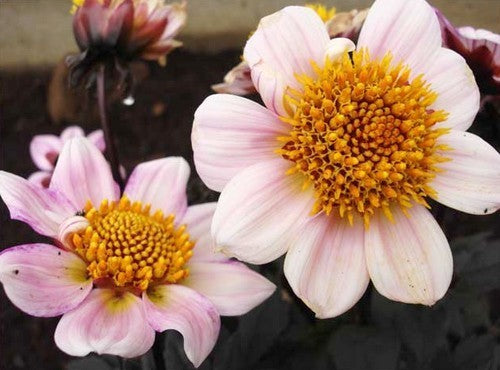 Dahlia 'American Pie'