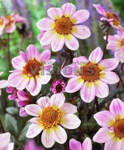 Dahlia 'American Pie'