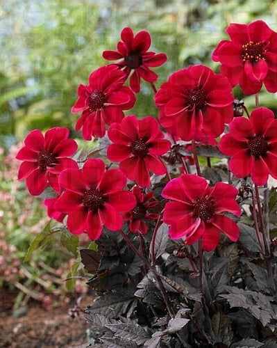 Dahlia 'Dracula'