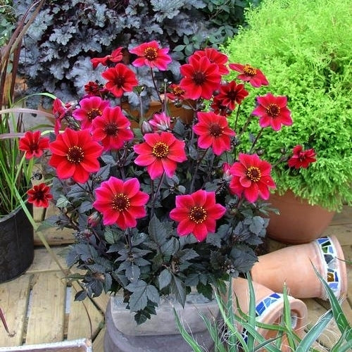 Dahlia 'Dracula'