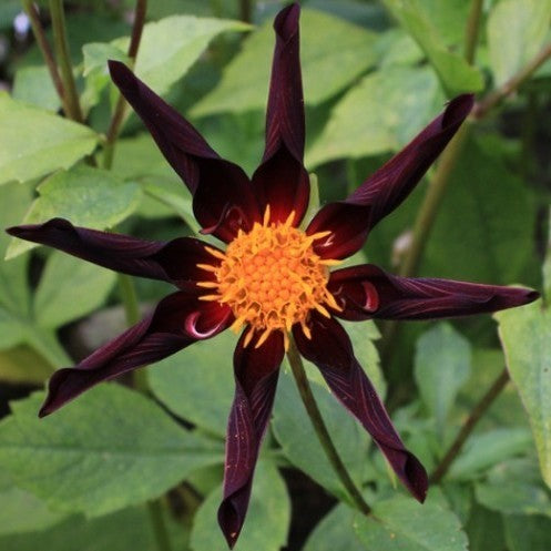 Dahlia 'Verrone’s Obsidian'