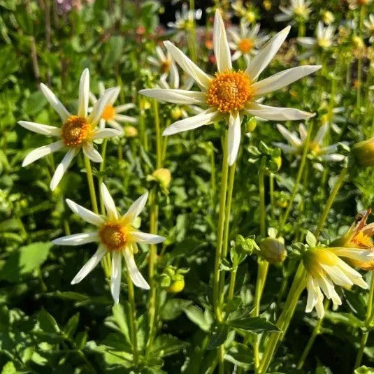 Dahlia 'Honka Creme'